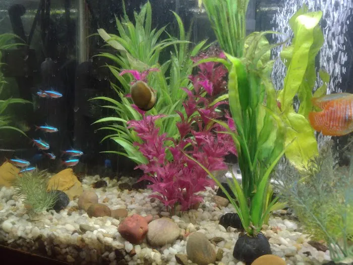 Fish & Friends Picture 2