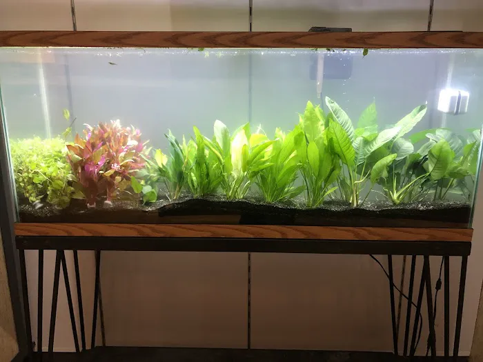 Fish & Friends Picture 3