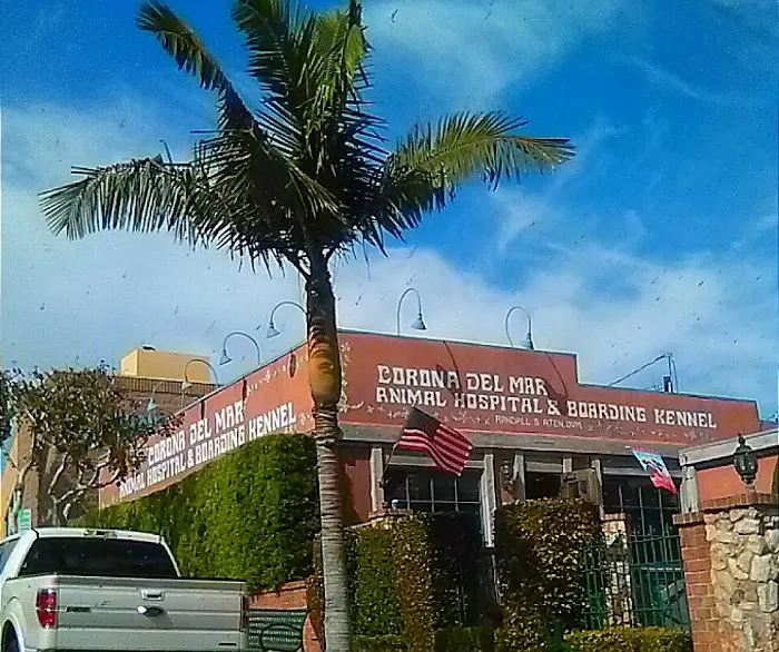 Corona del Mar Animal Hospital, A Thrive Pet Healthcare Partner Picture 2