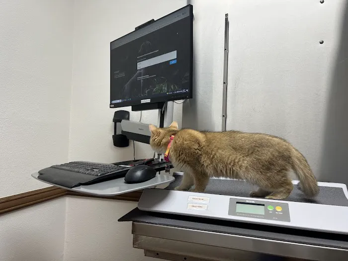 Corona del Mar Animal Hospital, A Thrive Pet Healthcare Partner Picture 1