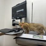 Corona del Mar Animal Hospital, A Thrive Pet Healthcare Partner