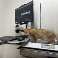 Corona del Mar Animal Hospital, A Thrive Pet Healthcare Partner ico