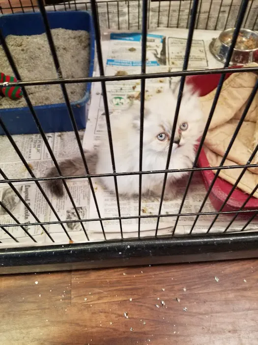 Village Pet Shoppe Picture 1