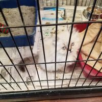 Village Pet Shoppe ico