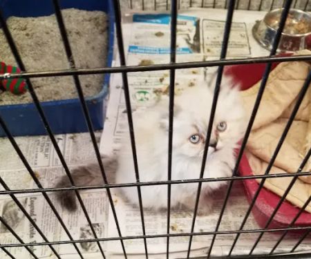 Village Pet Shoppe