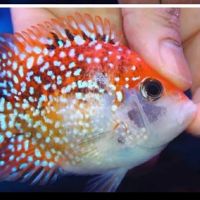 Fishbros ico
