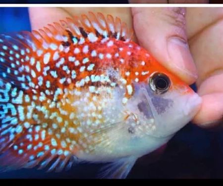 Fishbros