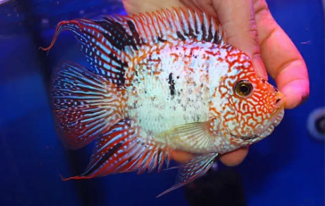 Fishbros Picture 3