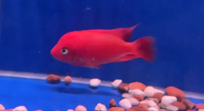 Fishbros Picture 4