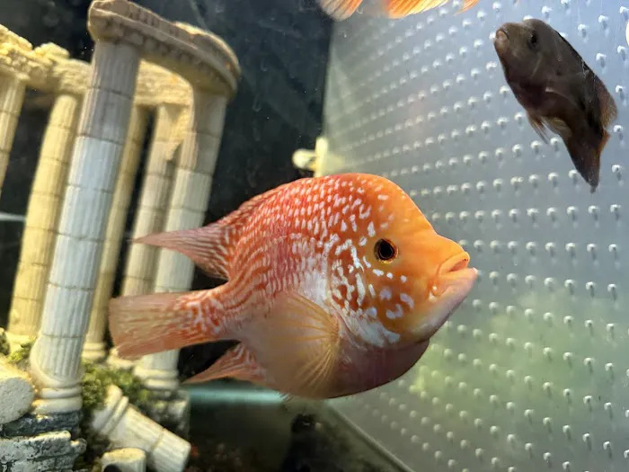 Fishbros Picture 8