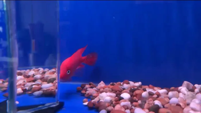 Fishbros Picture 5