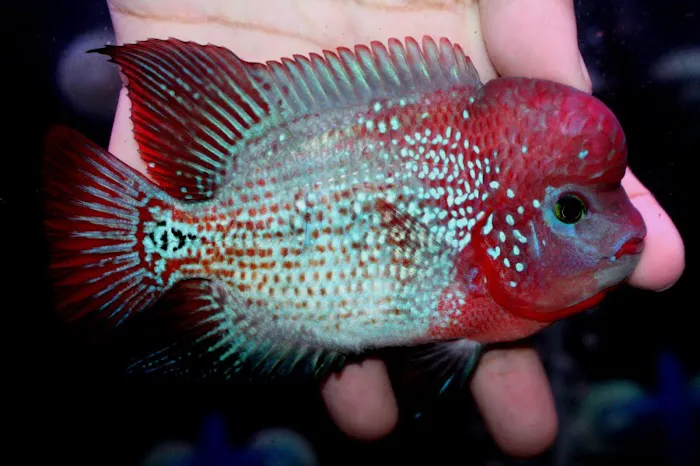 Fishbros Picture 10