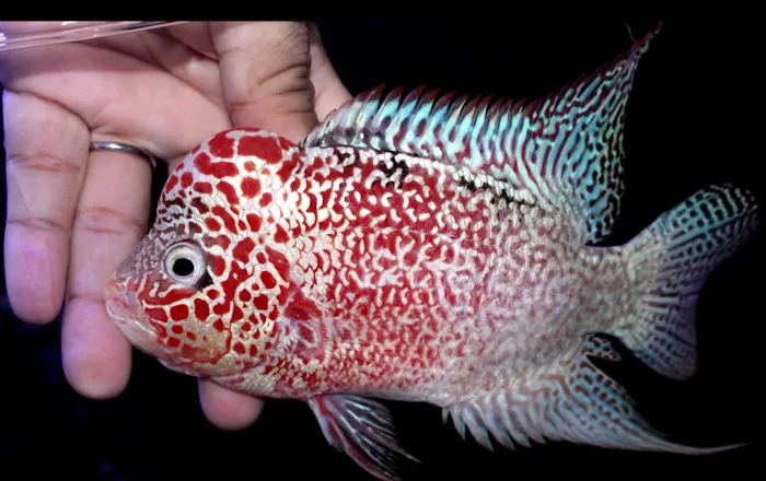 Fishbros Picture 6
