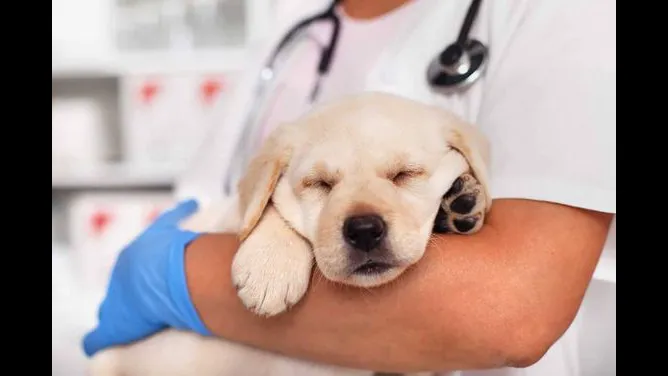 Healing Hearts Emergency Animal Hospital Picture 3