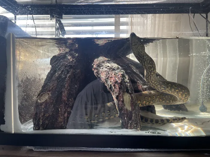 Cold Blooded Kingdom Picture 2