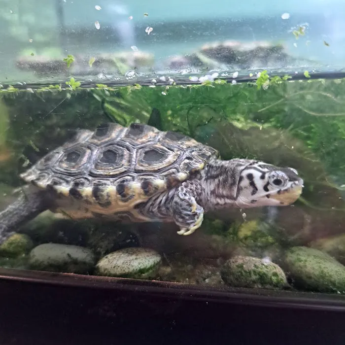 Cold Blooded Kingdom Picture 3