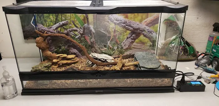 Cold Blooded Kingdom Picture 5