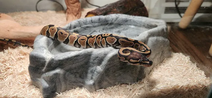 Cold Blooded Kingdom Picture 1