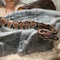 Cold Blooded Kingdom ico