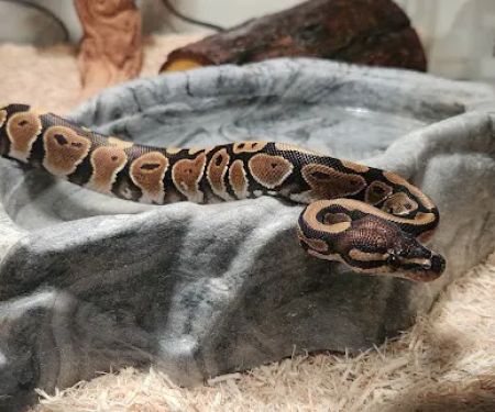 Cold Blooded Kingdom
