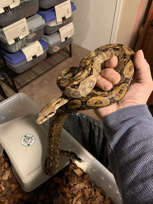 Cold Blooded Kingdom Picture 6