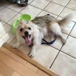 Lake Forest Animal Clinic