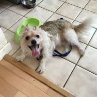 Lake Forest Animal Clinic ico