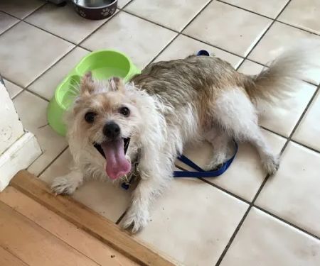 Lake Forest Animal Clinic