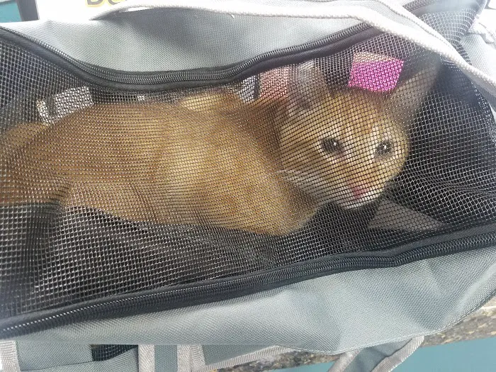 Simply Spay and Neuter of Orange County Picture 3