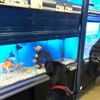 Petco ico