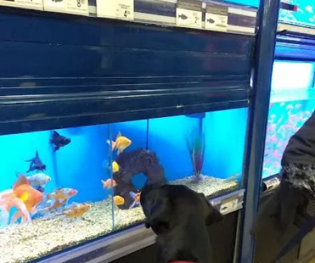 Petco