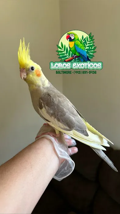 Loros Exoticos Baltimore Picture 1