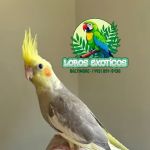 Loros Exoticos Baltimore