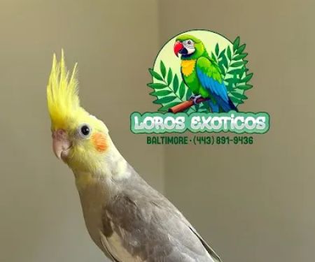 Loros Exoticos Baltimore