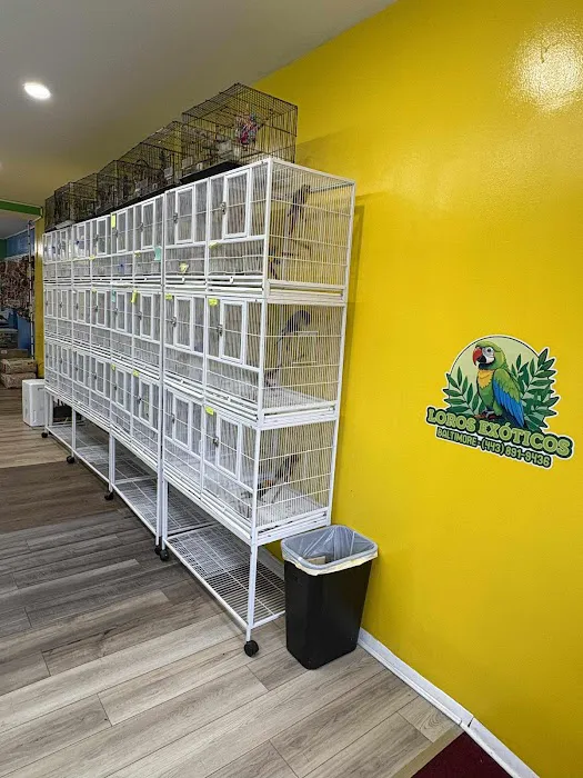 Loros Exoticos Baltimore Picture 2