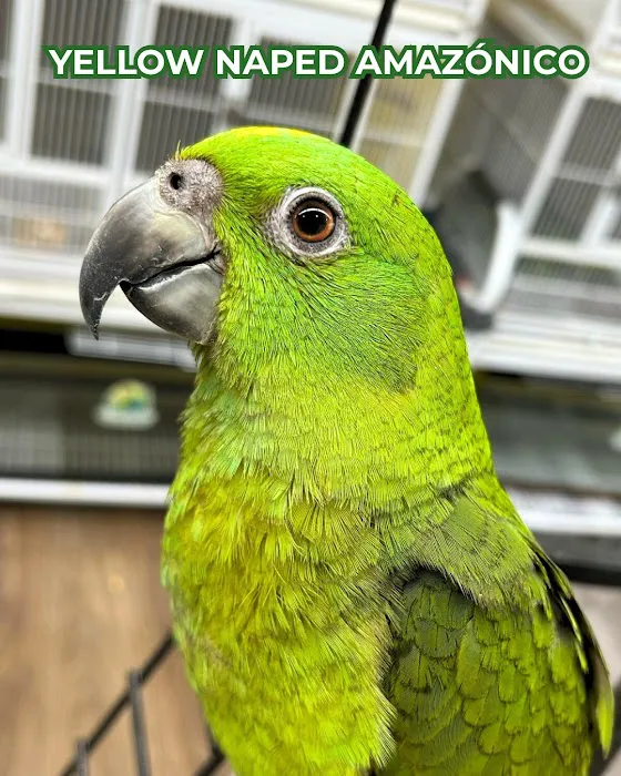Loros Exoticos Baltimore Picture 6