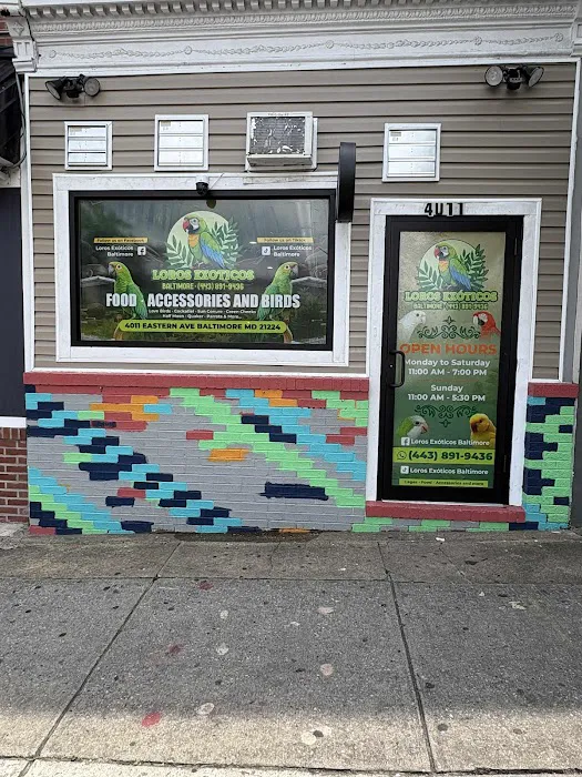 Loros Exoticos Baltimore Picture 7