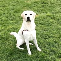 Laguna Hills Animal Hospital ico