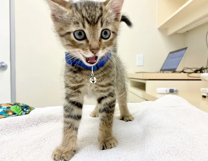 VCA Arroyo Animal Hospital Picture 2