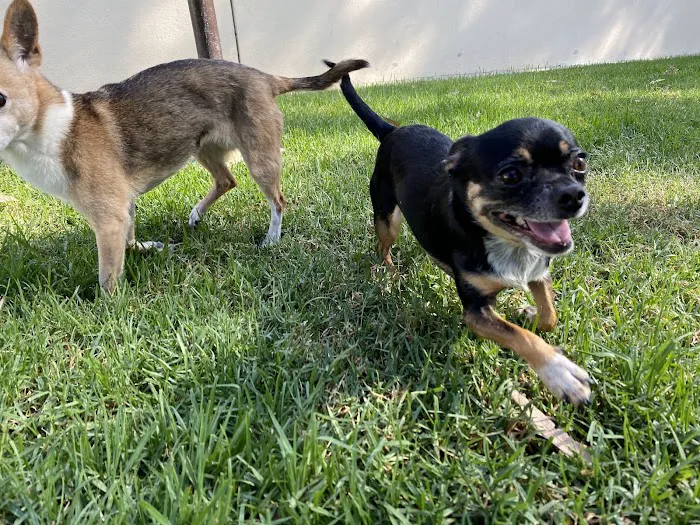 VCA Arroyo Animal Hospital Picture 8
