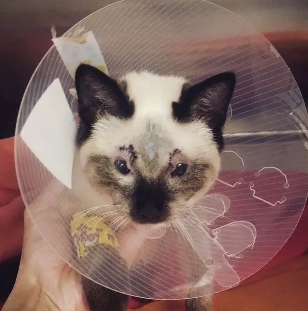 South Orange County Animal Hospital Picture 10