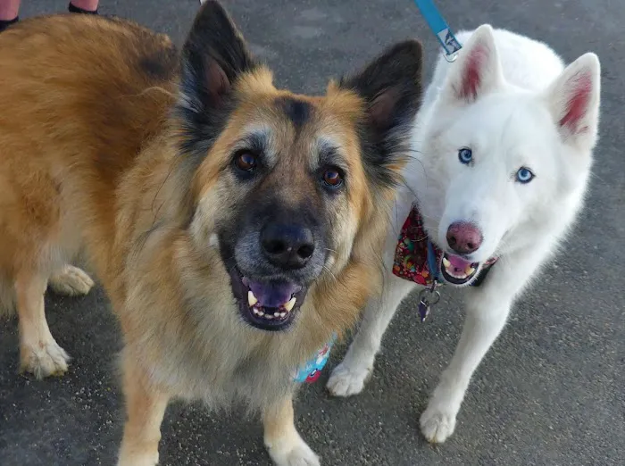 South Orange County Animal Hospital Picture 6