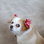 South Orange County Animal Hospital