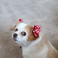 South Orange County Animal Hospital ico