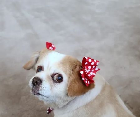 South Orange County Animal Hospital