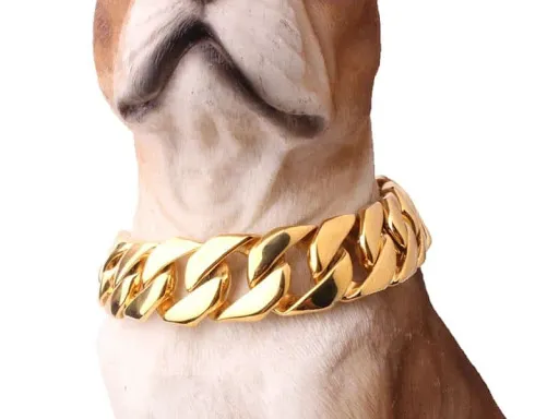 All American Pets Picture 2