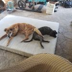 El Toro Animal Hospital