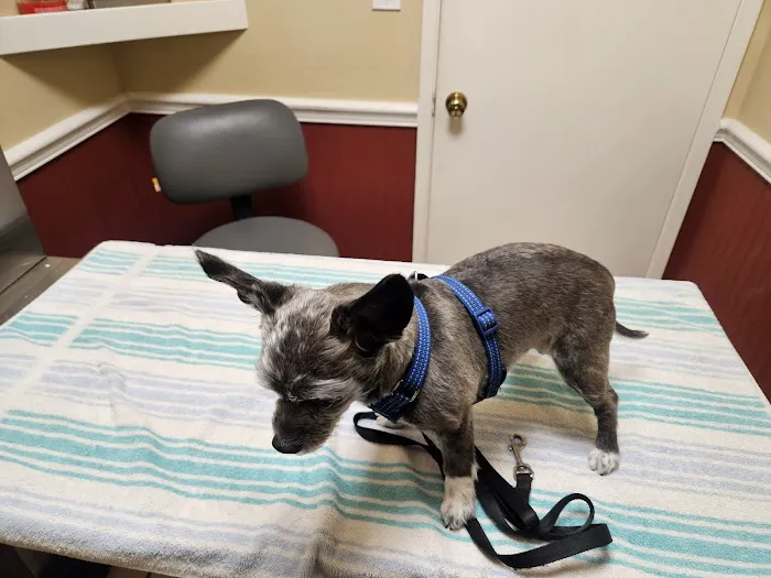 El Toro Animal Hospital Picture 4