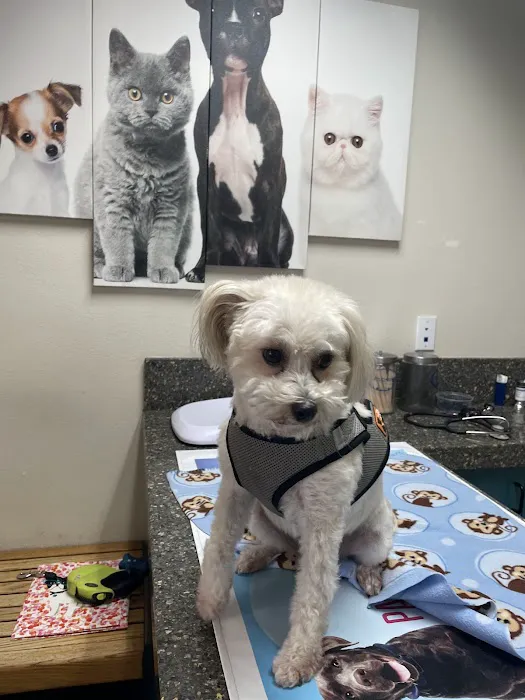 El Toro Animal Hospital Picture 2