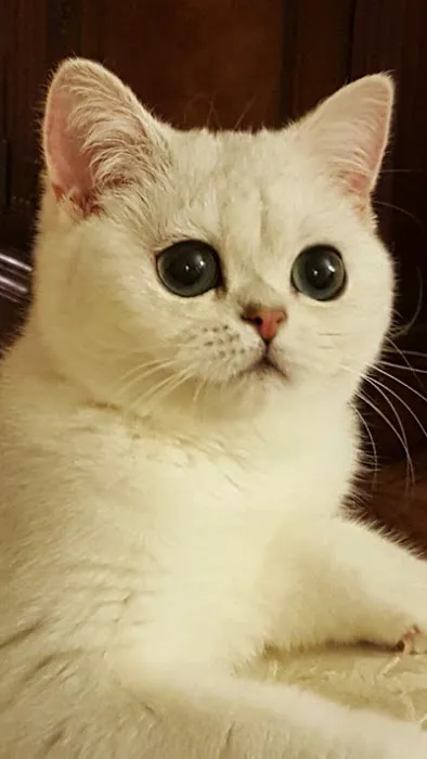 British Kittys Picture 5